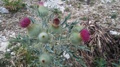 Cirsium echinatum