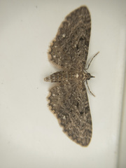 Eupithecia tripunctaria