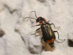 Axinotarsus pulicarius