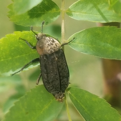 Thanatophilus lapponicus