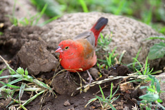 Lagonosticta senegala