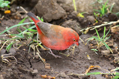 Lagonosticta senegala