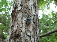 Cryptotympana holsti