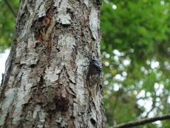 Cryptotympana holsti