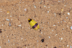 Heterallactis euchrysa