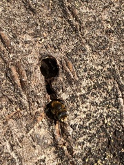 Osmia caerulescens