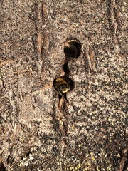 Osmia caerulescens