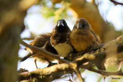 Spermestes cucullata