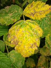 Phragmidium rubi-idaei