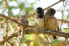 Spermestes cucullata