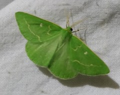 Thetidia smaragdaria
