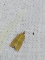 Aphelia viburnana