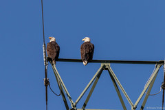 Haliaeetus leucocephalus