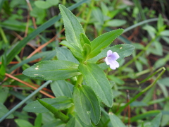 Limnophila aromatica