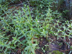 Limnophila aromatica