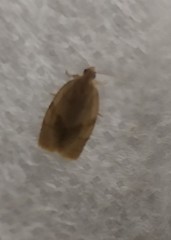 Aphelia viburnana