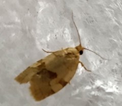 Aphelia viburnana