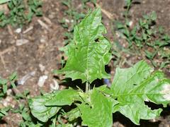 Chenopodiastrum hybridum