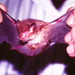 Flores Tube-nosed Bat - Photo (c) Colin Trainor, some rights reserved (CC BY-NC), uploaded by Colin Trainor