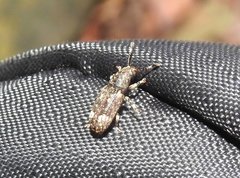 Eucorynus crassicornis