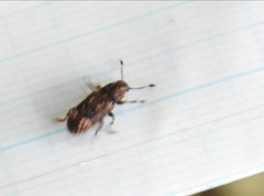 Eucorynus crassicornis