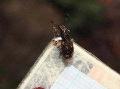 Eucorynus crassicornis