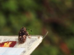Eucorynus crassicornis