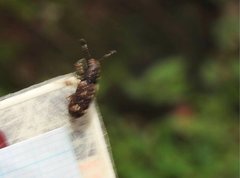 Eucorynus crassicornis