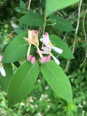 Lonicera × bella
