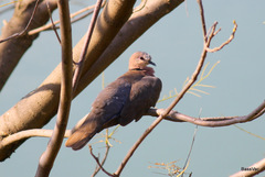 Streptopelia semitorquata