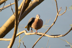 Streptopelia semitorquata