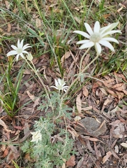 Actinotus
