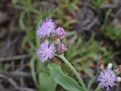 Cyanthillium maritimum