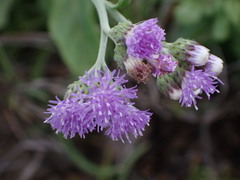 Cyanthillium maritimum