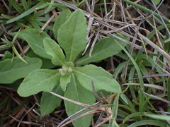 Cyanthillium maritimum