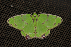 Agathia lycaenaria