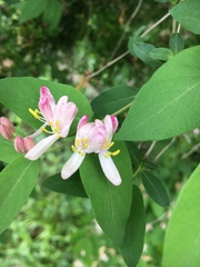 Lonicera × bella