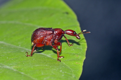 Apoderinae