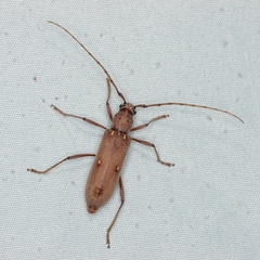 Eburia mutica