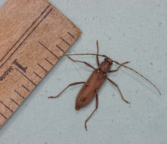 Eburia mutica