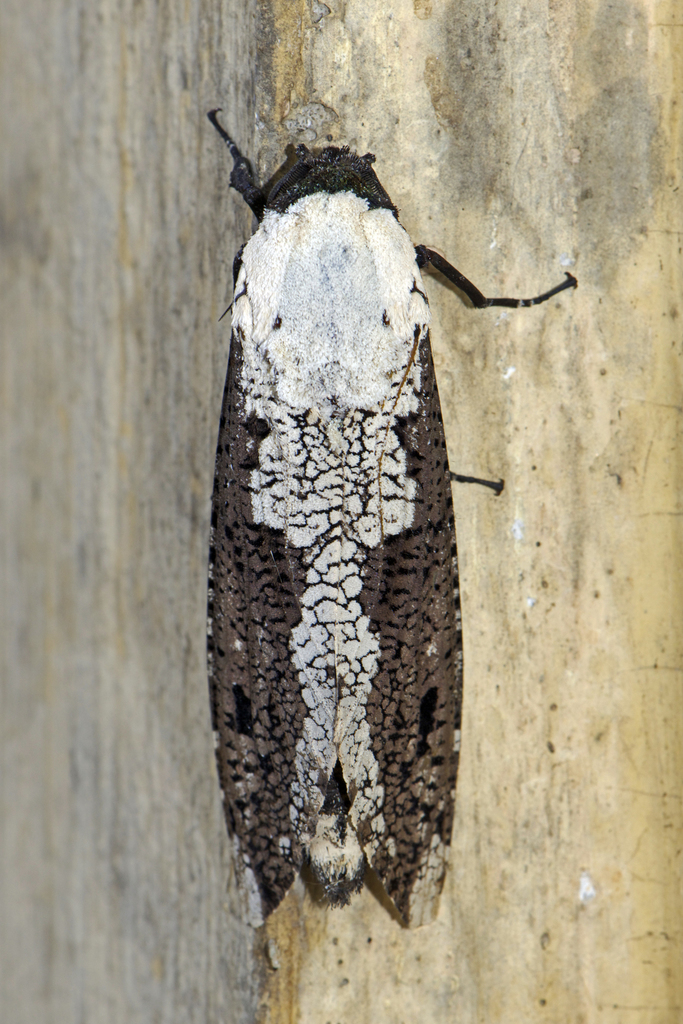 Xyleutes persona