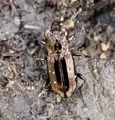 Notiophilus directus