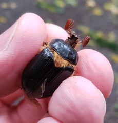 Pleocoma dubitabilis