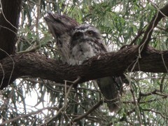 Podargus strigoides strigoides