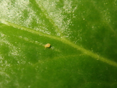 Deuterosminthurus pallipes