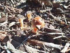 Amanita xanthocephala