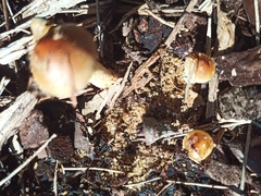 Amanita xanthocephala