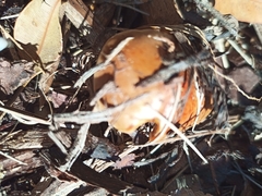 Amanita xanthocephala
