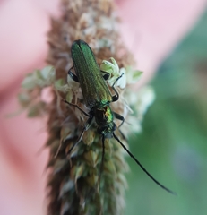 Anogcodes seladonius