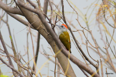 Chloropicus spodocephalus